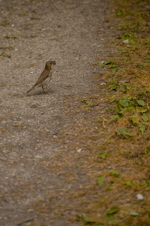 a bird sitting on top of a dirt path