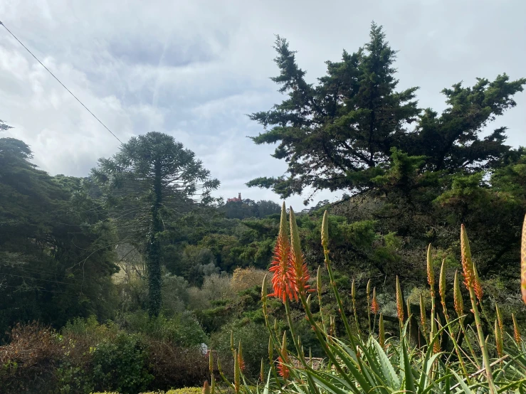 a tall tree sitting next to the top of a hill