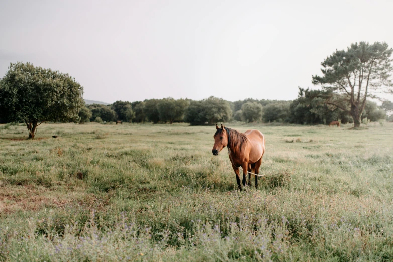 a brown horse is walking around in a field