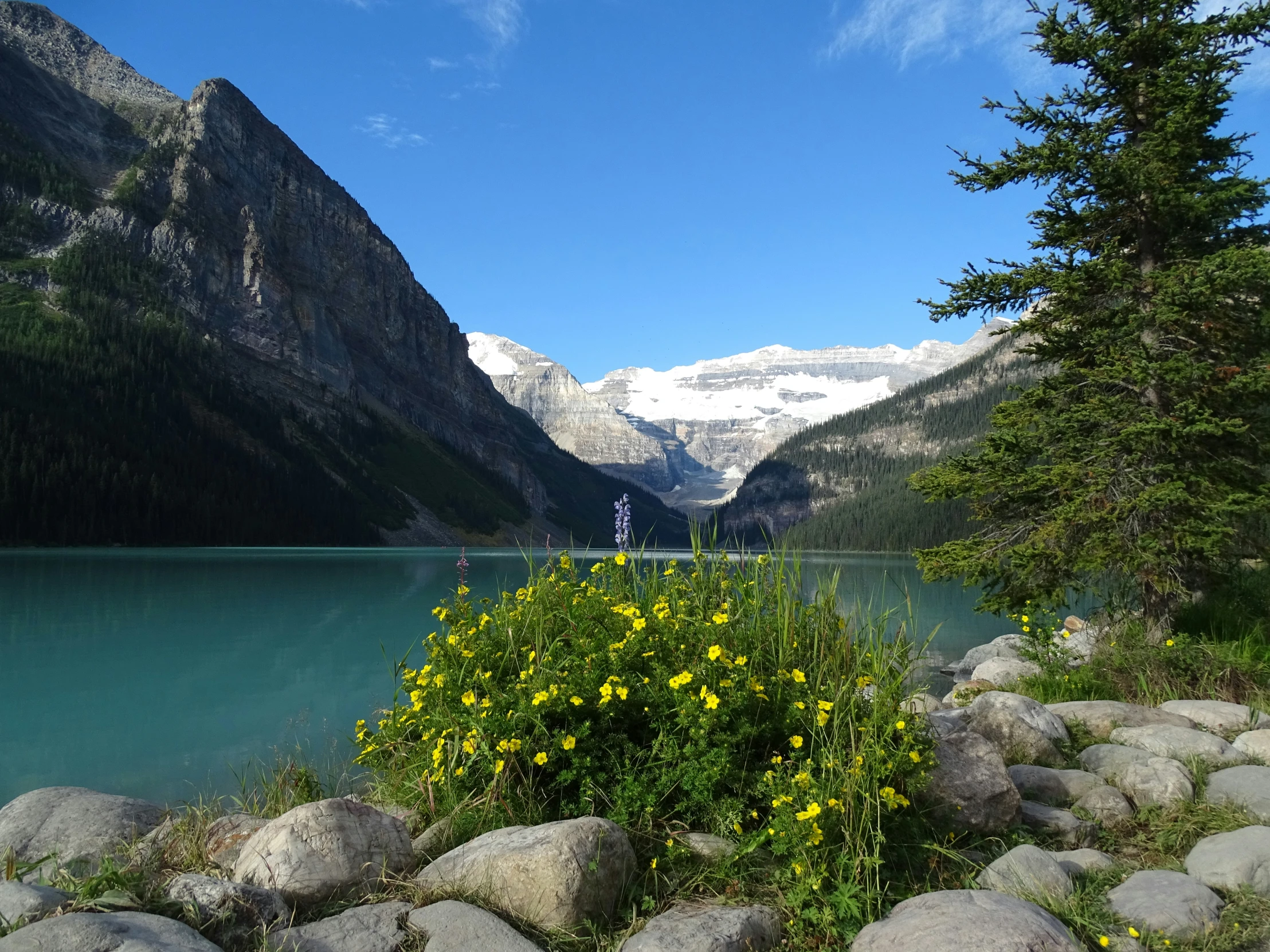 flowers on the bank of a large lake with mountain behind them