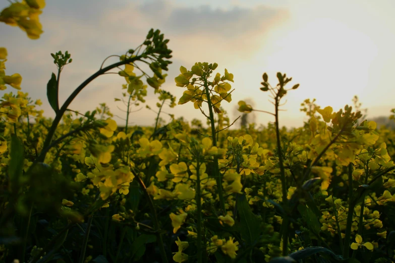 several plants growing in a large field on a sunny day