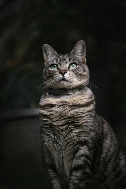 a gray striped cat sitting in front of a black background