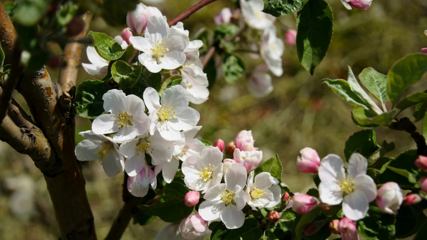 blooming nches and flowers in the sun outside