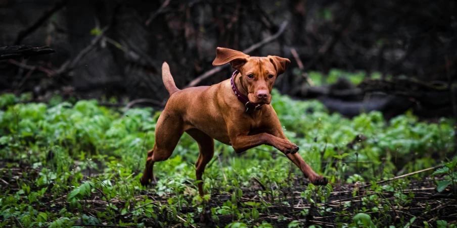 dog standing in a field with no frisbees