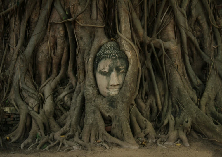 a head statue is hidden behind a tree