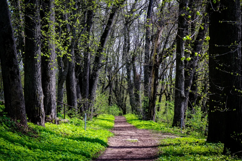 an empty path going through a green forest