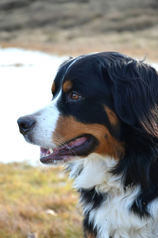 a dog is sitting outside by some water