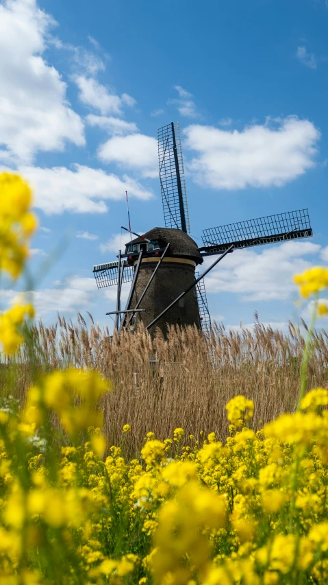 an old windmill in the middle of a field of flowers