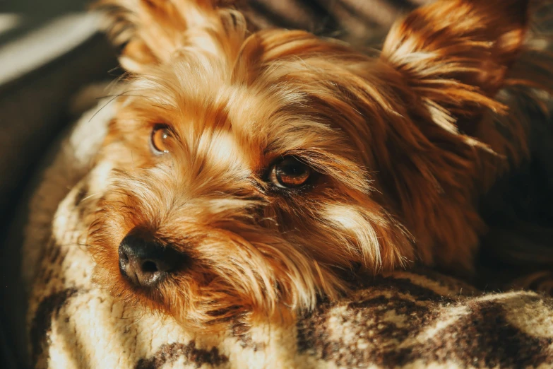 a dog with orange eyes laying on a bed