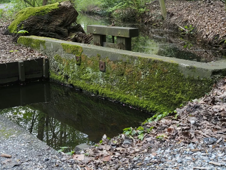 a bench near a body of water in a forest