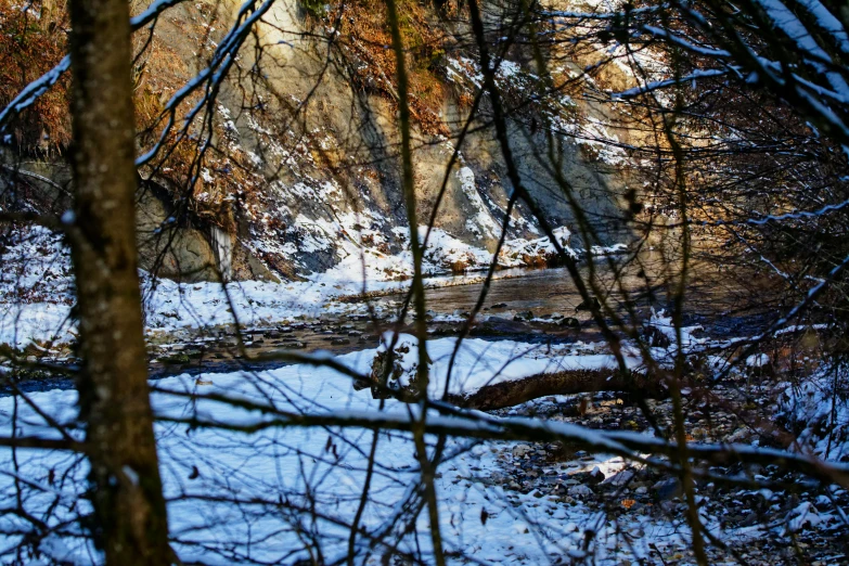 a river flowing through a forest filled with trees