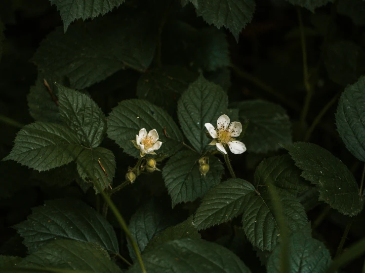 a small white flower is on the plant