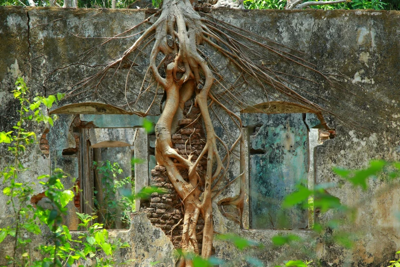 a large tree growing from a wall and another building