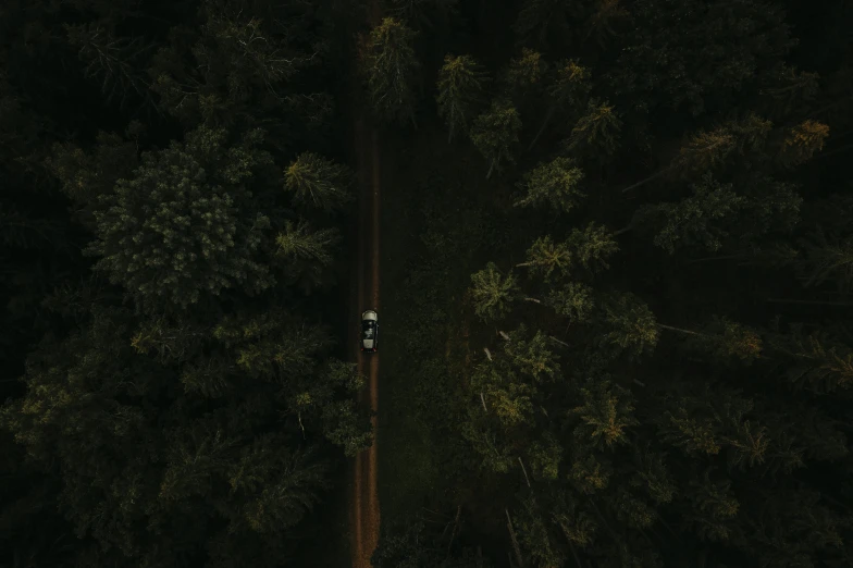 the top view of trees in a dark forest