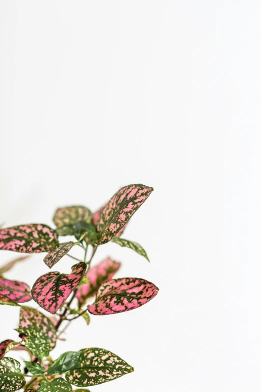 a close up s of a plant with pink leaves