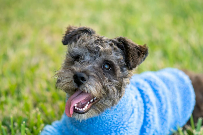 a gray dog laying in grass wearing a blue sweater