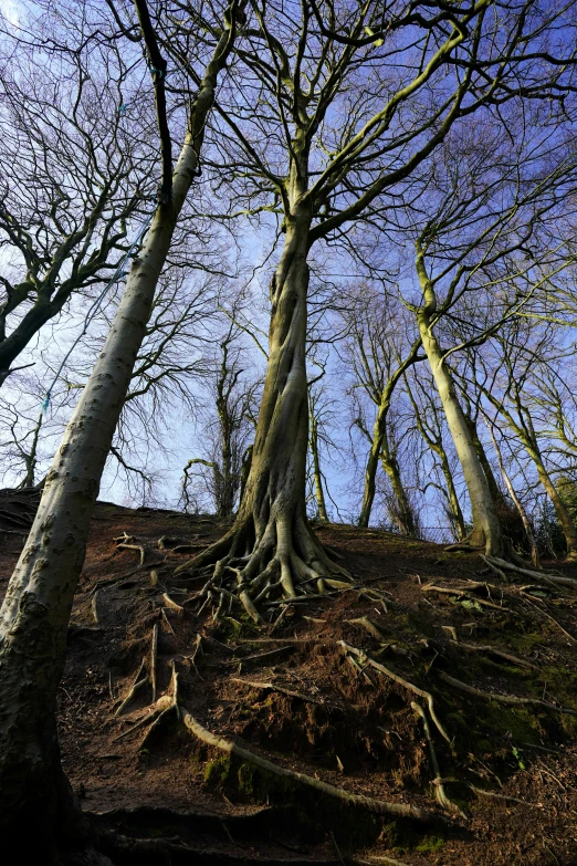 bare trees stand on top of a hill