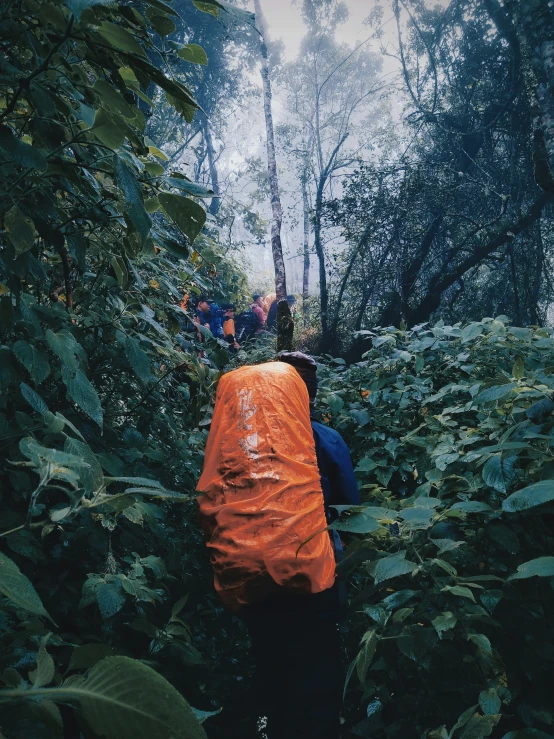 some people walking in the jungle on a rain covered day