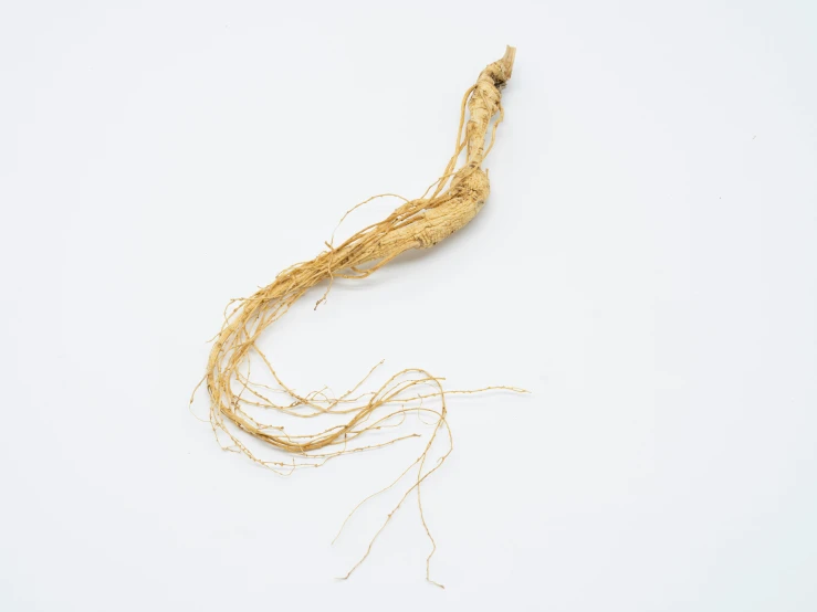 a long yellow plant is laying on the table