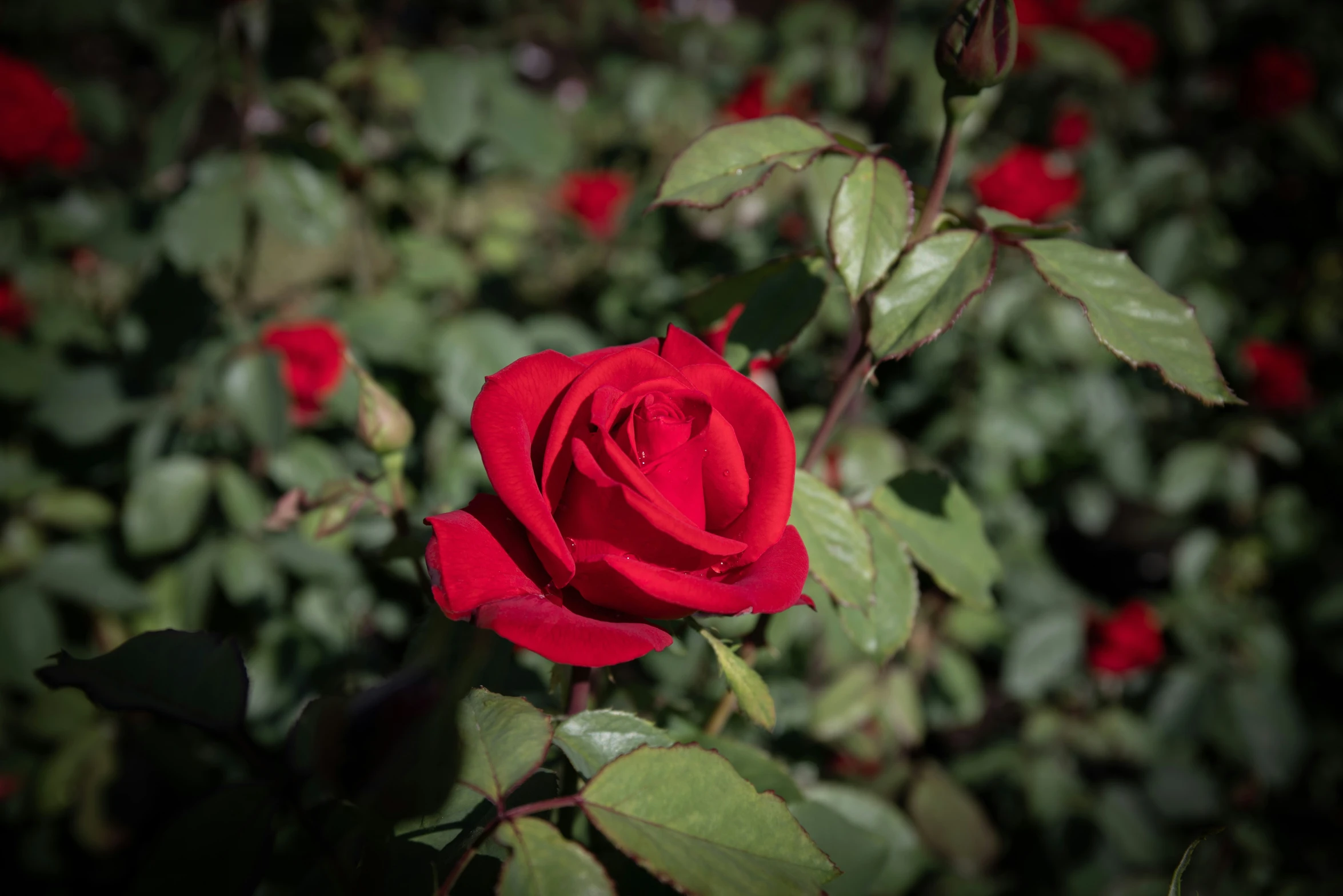 a red rose surrounded by green leaves on a plant