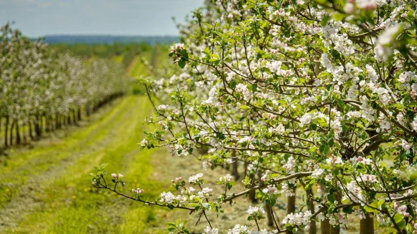 a field filled with lots of trees and flowers