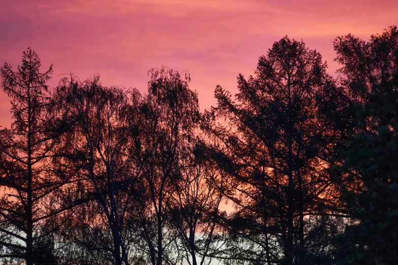 some trees with a sunset in the background