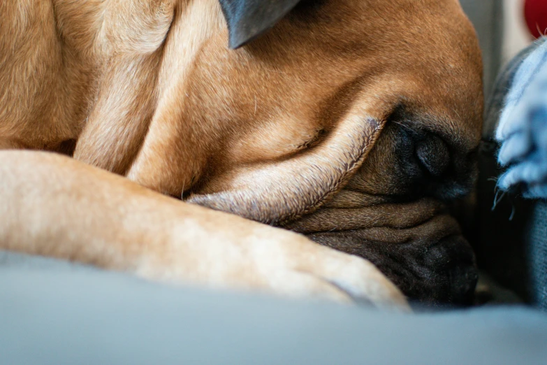 a dog is curled up asleep on top of someone