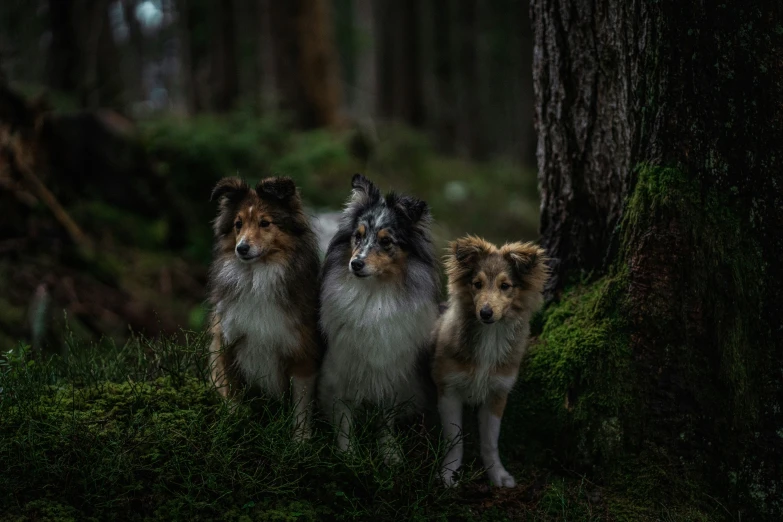 three grey and brown dogs are standing in the grass