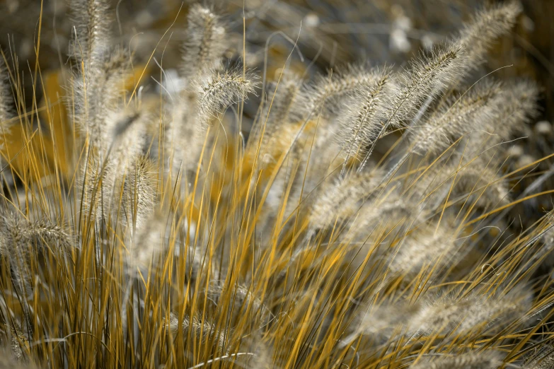 a close up image of a plant with a lot of tall stems