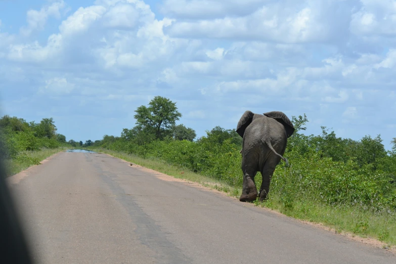 an elephant walking in the middle of the road