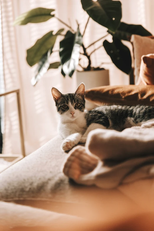 a cat lying on top of a couch next to a plant