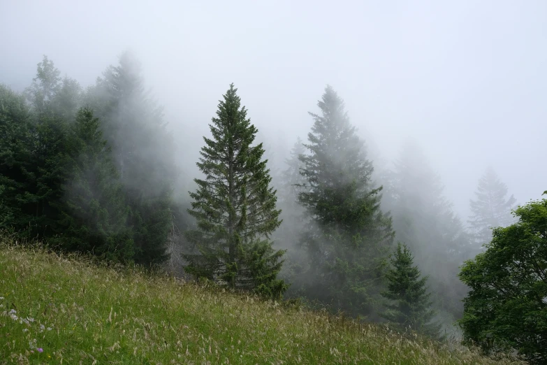 the fog is covering the trees and grass