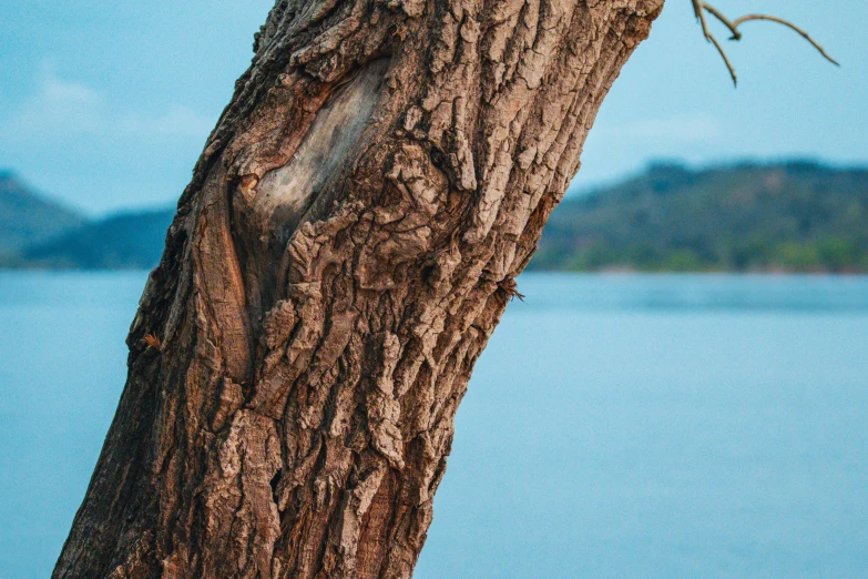 a bird sitting on top of a tree next to water