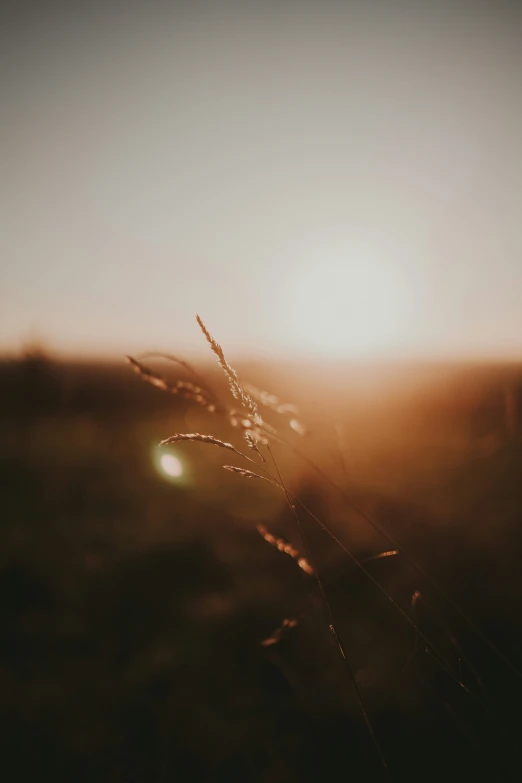 the sun behind some grass in an open field