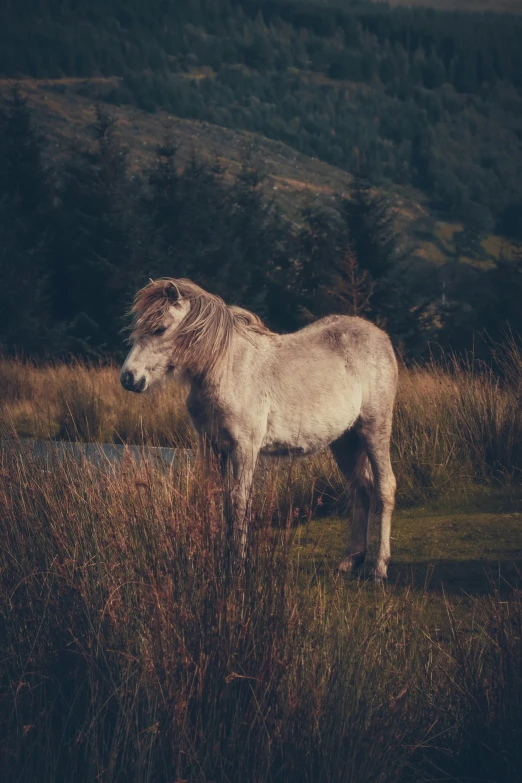 a horse that is standing in some grass