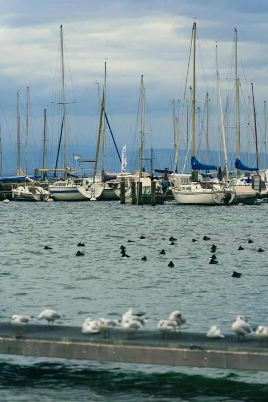 many birds are in the water near boats