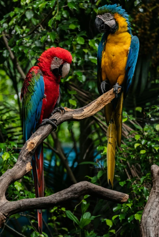 two colorful parrots perched on a tree nch in the woods