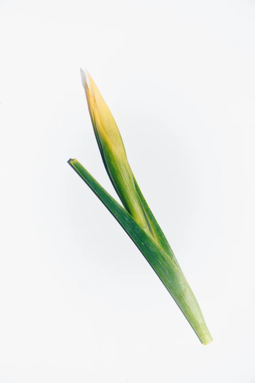 two green leaves on a white surface in front of a gray sky