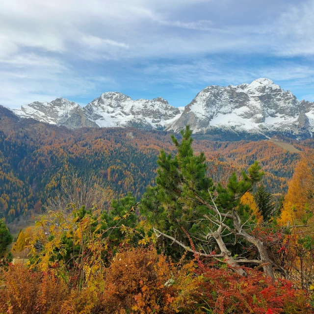 a mountain view with fall leaves and trees in the foreground