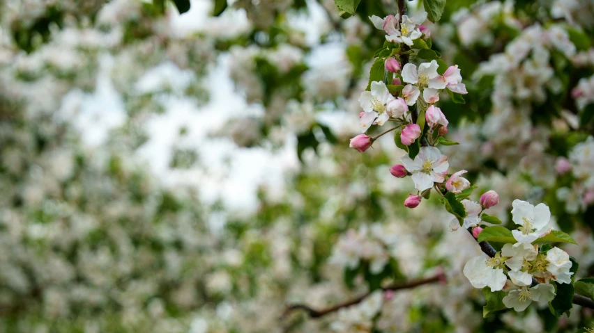 a close up of flowers on a tree nch