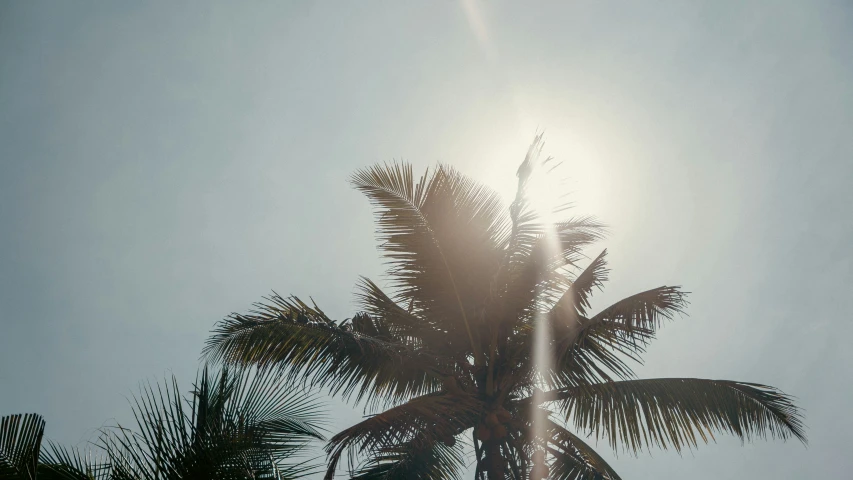 an area where a bunch of palm trees are under the sun