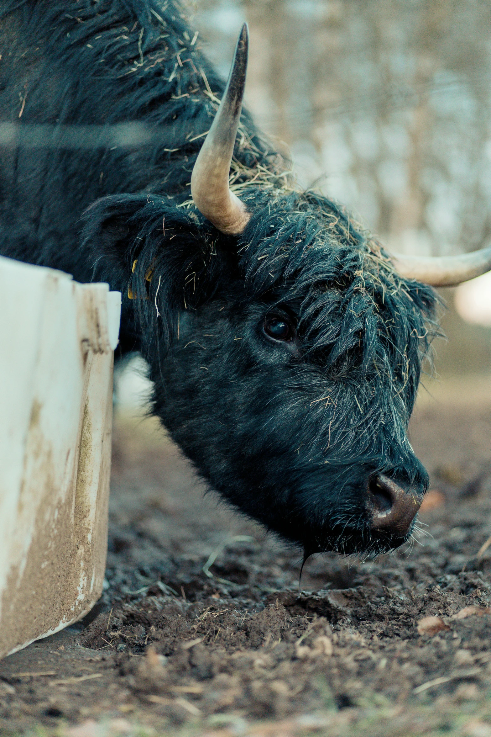 a bull with long horns eating in the grass