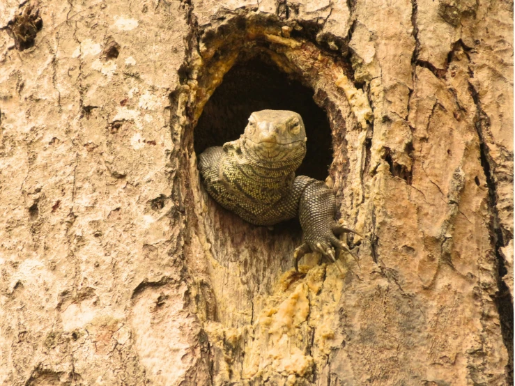 an iguana looking out of the hole in the bark of a tree