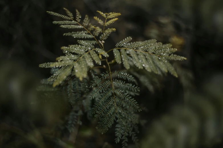 a closeup image of the leaves and twigs of an evergreen tree