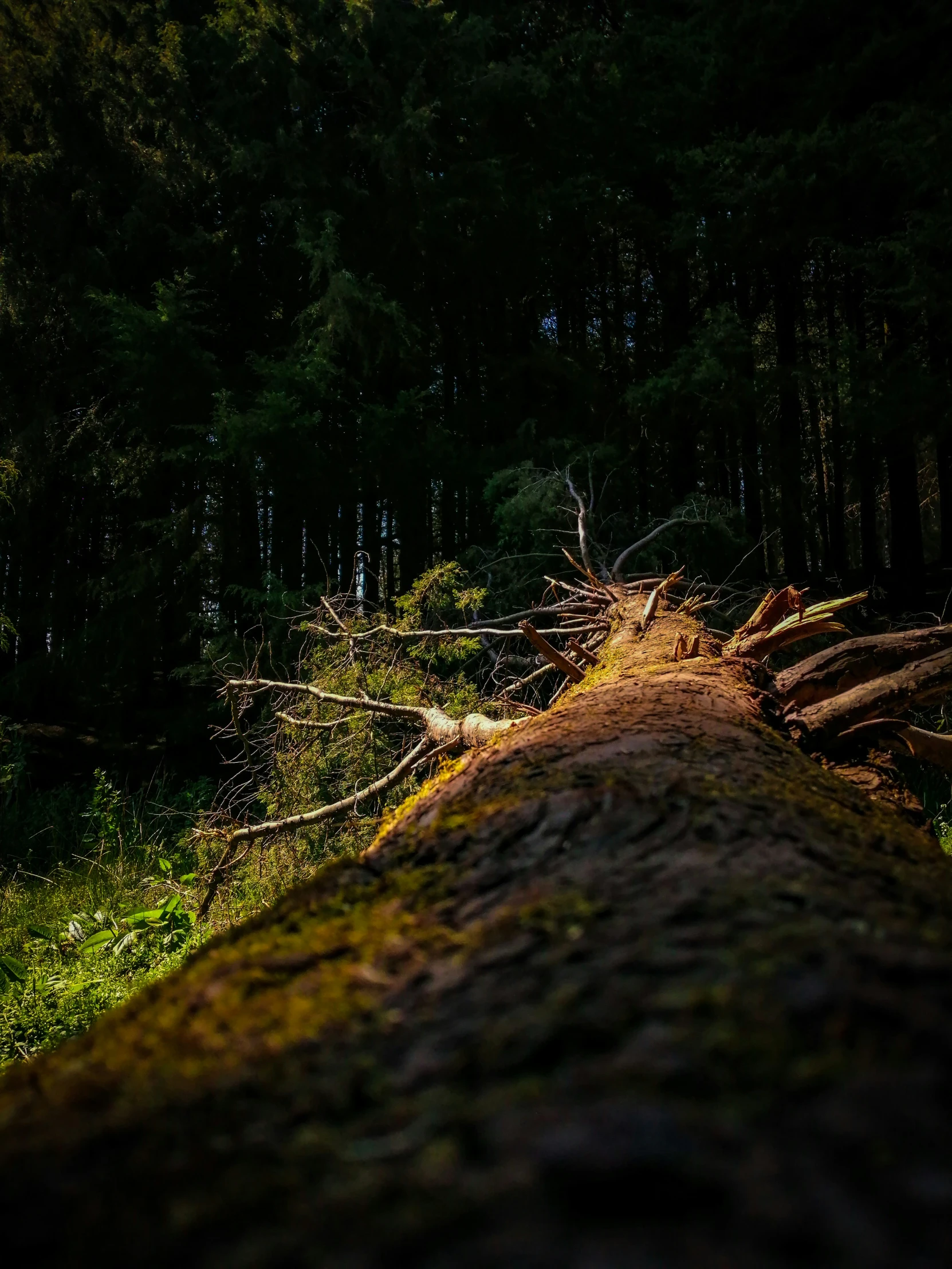 a forest with trees fallen down and moss on the ground