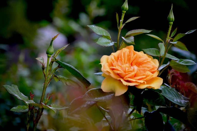 there is an orange rose with some leaves