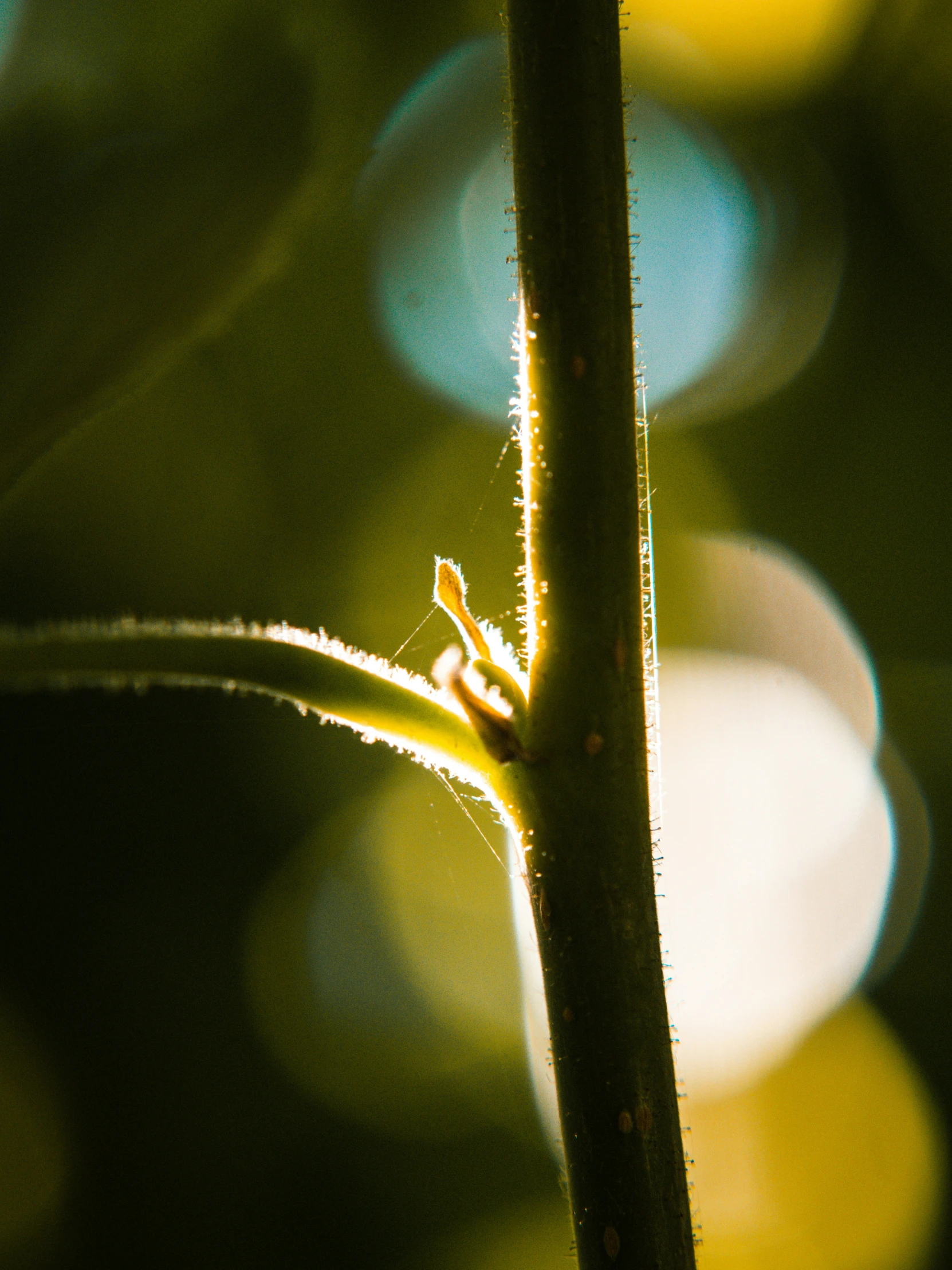 the plant has long, thin stems and little leaves