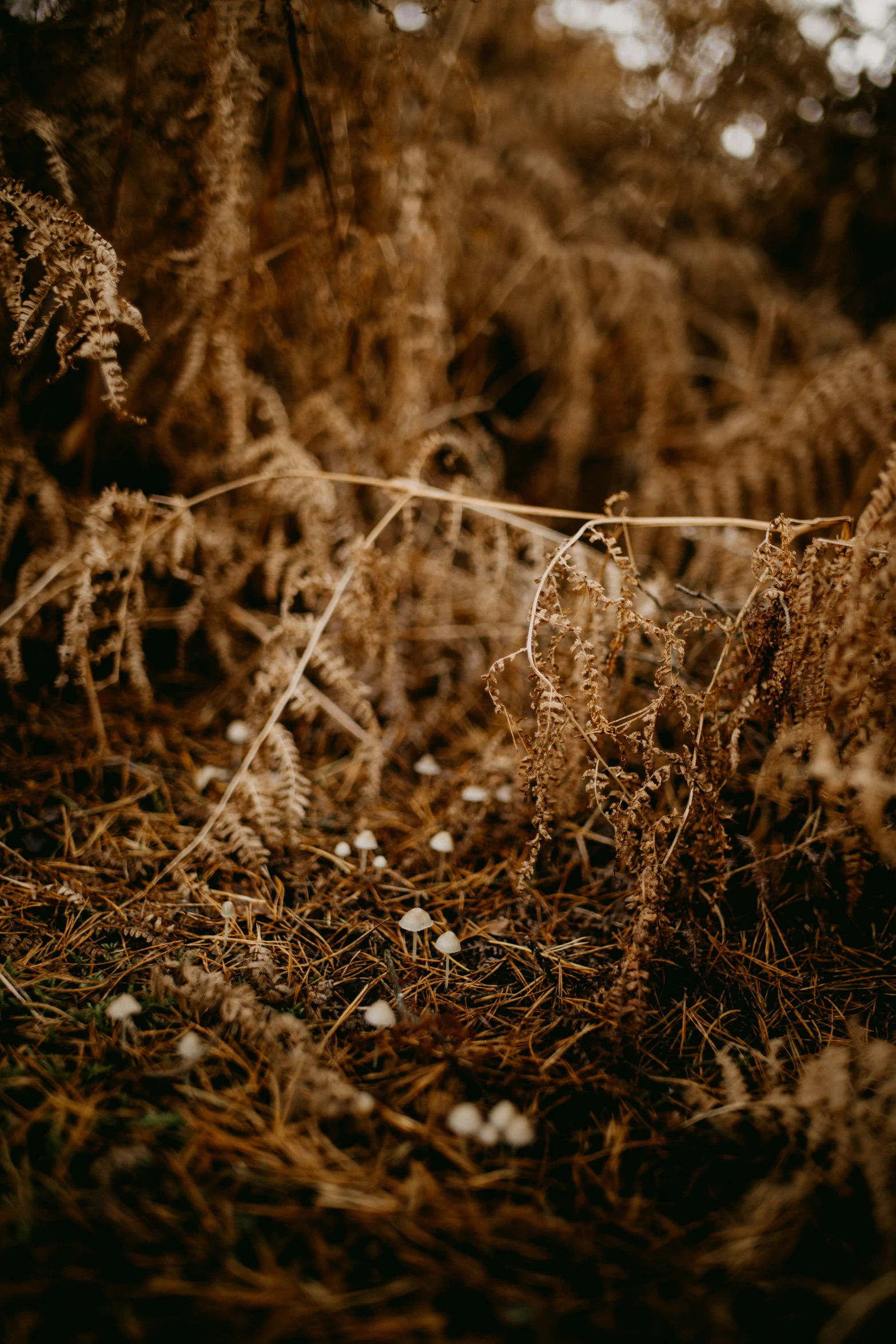 the grass and trees are very thin and dry