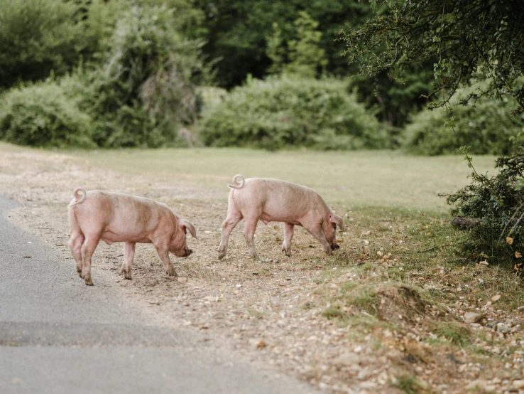 two pigs are eating by the side of a road