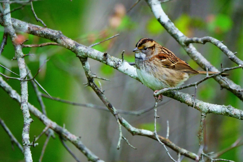 a small brown bird sitting on top of a tree nch